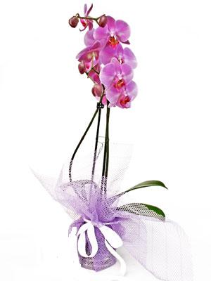  stanbul Beyolu anneler gn iek yolla  Kaliteli ithal saksida orkide