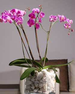  stanbul Beyolu iek siparii sitesi  2 dal orkide cam yada mika vazo ierisinde