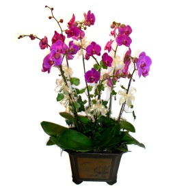  stanbul Beyolu cicek , cicekci  4 adet orkide iegi