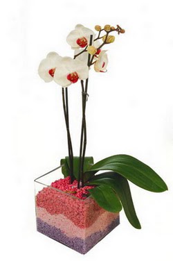  stanbul Beyolu uluslararas iek gnderme  tek dal cam yada mika vazo ierisinde orkide