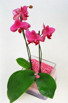  stanbul Beyolu ieki maazas  tek dal cam yada mika vazo ierisinde orkide
