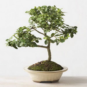 ithal bonsai saksi iegi  stanbul Beyolu iek online iek siparii 