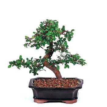 ithal bonsai saksi iegi  stanbul Beyolu iek siparii vermek 