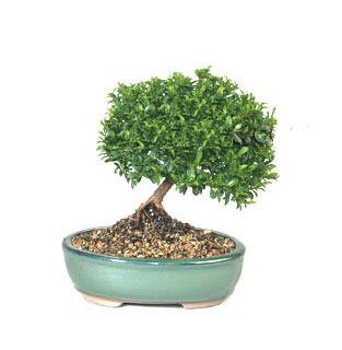 ithal bonsai saksi iegi  stanbul Beyolu cicekciler , cicek siparisi 
