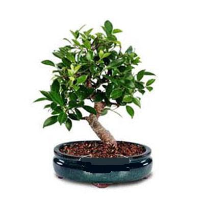 ithal bonsai saksi iegi  stanbul Beyolu iek siparii sitesi 