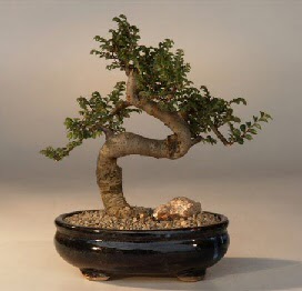 ithal bonsai saksi iegi  stanbul Beyolu 14 ubat sevgililer gn iek 