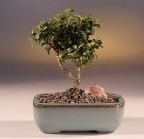  stanbul Beyolu iek yolla  ithal bonsai saksi iegi  stanbul Beyolu internetten iek sat 