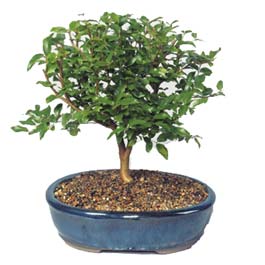  stanbul Beyolu ieki maazas  ithal bonsai saksi iegi  stanbul Beyolu online ieki , iek siparii 