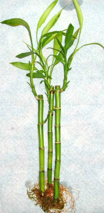 Lucky Bamboo 3 adet vazo hediye edilir   stanbul Beyolu cicek , cicekci 