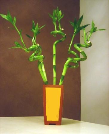 Lucky Bamboo 5 adet vazo ierisinde  stanbul Beyolu internetten iek sat 