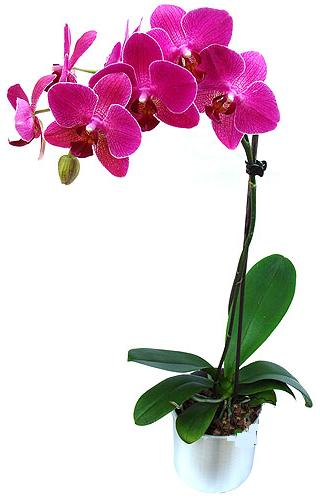  stanbul Beyolu ieki maazas  saksi orkide iegi