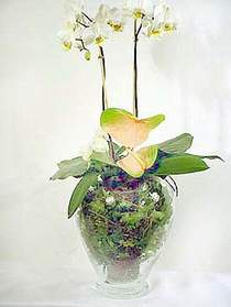  stanbul Beyolu iek sat  Cam yada mika vazoda zel orkideler