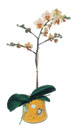  stanbul Beyolu online iek gnderme sipari  Phalaenopsis Orkide ithal kalite