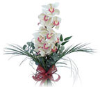  stanbul Beyolu iek siparii sitesi  Dal orkide ithal iyi kalite