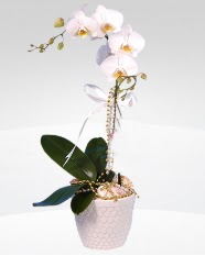 1 dall orkide saks iei  stanbul Beyolu online ieki , iek siparii 