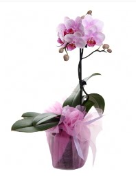 1 dal pembe orkide saks iei  stanbul Beyolu kaliteli taze ve ucuz iekler 