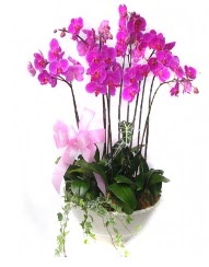 9 dal orkide saks iei  stanbul Beyolu gvenli kaliteli hzl iek 
