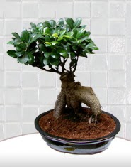 saks iei japon aac bonsai  stanbul Beyolu kaliteli taze ve ucuz iekler 