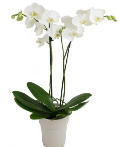 2 dall beyaz orkide  stanbul Beyolu uluslararas iek gnderme 
