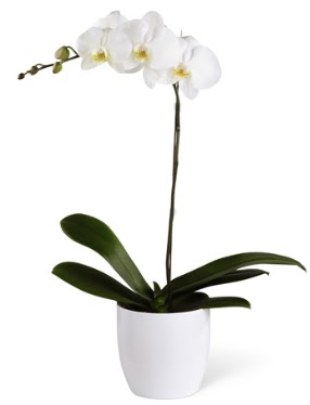1 dall beyaz orkide  stanbul Beyolu 14 ubat sevgililer gn iek 