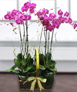 4 dall mor orkide  stanbul Beyolu gvenli kaliteli hzl iek 