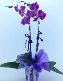 2 dall mor orkide  stanbul Beyolu kaliteli taze ve ucuz iekler 