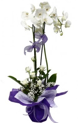 2 dall beyaz orkide 5 adet beyaz gl  stanbul Beyolu ieki maazas 