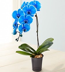 1 dall sper esiz mavi orkide  stanbul Beyolu iek maazas , ieki adresleri 