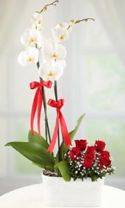 2 dall beyaz orkide ve 7 krmz gl  stanbul Beyolu hediye iek yolla 