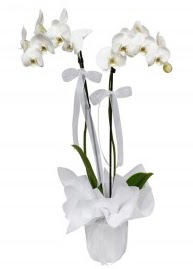 2 dall beyaz orkide  stanbul Beyolu gvenli kaliteli hzl iek 