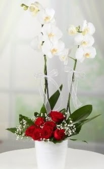 2 dall beyaz orkide 7 adet krmz gl  stanbul Beyolu 14 ubat sevgililer gn iek 