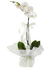 1 dal beyaz orkide iei  stanbul Beyolu iek siparii vermek 