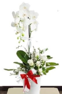 Tek dall beyaz orkide 5 beyaz gl  stanbul Beyolu iek siparii sitesi 
