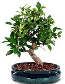 5 yanda japon aac bonsai bitkisi  stanbul Beyolu anneler gn iek yolla 