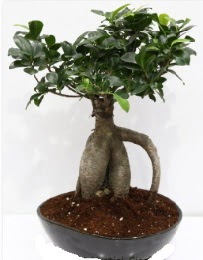 5 yanda japon aac bonsai bitkisi  stanbul Beyolu internetten iek sat 