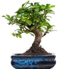 5 yanda japon aac bonsai bitkisi  stanbul Beyolu iek sat 