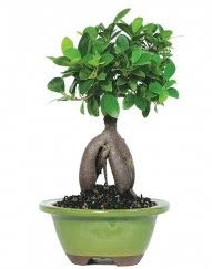 5 yanda japon aac bonsai bitkisi  stanbul Beyolu cicek , cicekci 