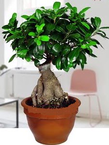 5 yanda japon aac bonsai bitkisi  stanbul Beyolu online iek gnderme sipari 