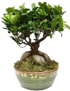 Japon aac bonsai saks bitkisi  stanbul Beyolu nternetten iek siparii 