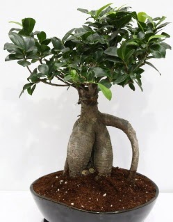Japon aac bonsai saks bitkisi  stanbul Beyolu iek yolla 