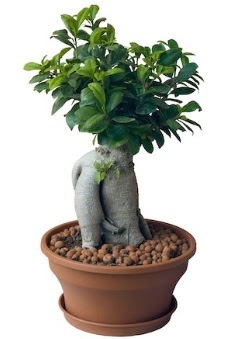 Japon aac bonsai saks bitkisi  stanbul Beyolu iek gnderme 