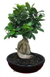 Japon aac bonsai saks bitkisi  stanbul Beyolu ucuz iek gnder 
