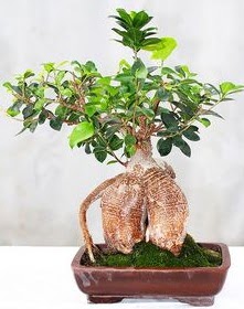 Japon aac bonsai saks bitkisi  stanbul Beyolu ucuz iek gnder 