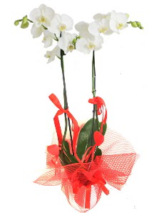 2 dall beyaz orkide bitkisi  stanbul Beyolu uluslararas iek gnderme 