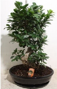 75 CM Ginseng bonsai Japon aac  stanbul Beyolu hediye iek yolla 