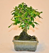 Zelco bonsai saks bitkisi  stanbul Beyolu iek servisi , ieki adresleri 