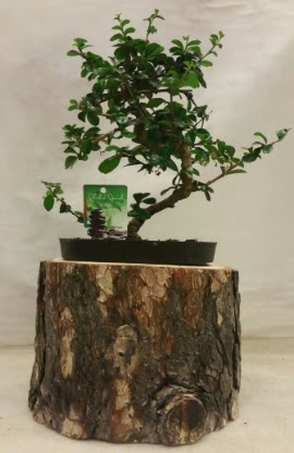 Doal ktk iinde bonsai japon aac  stanbul Beyolu nternetten iek siparii 