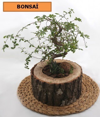 Doal aa ktk ierisinde bonsai bitkisi  stanbul Beyolu iek gnderme sitemiz gvenlidir 