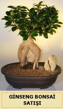 thal Ginseng bonsai sat japon aac  stanbul Beyolu iek siparii sitesi 