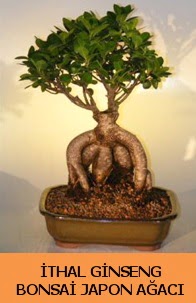 thal japon aac ginseng bonsai sat  stanbul Beyolu nternetten iek siparii 